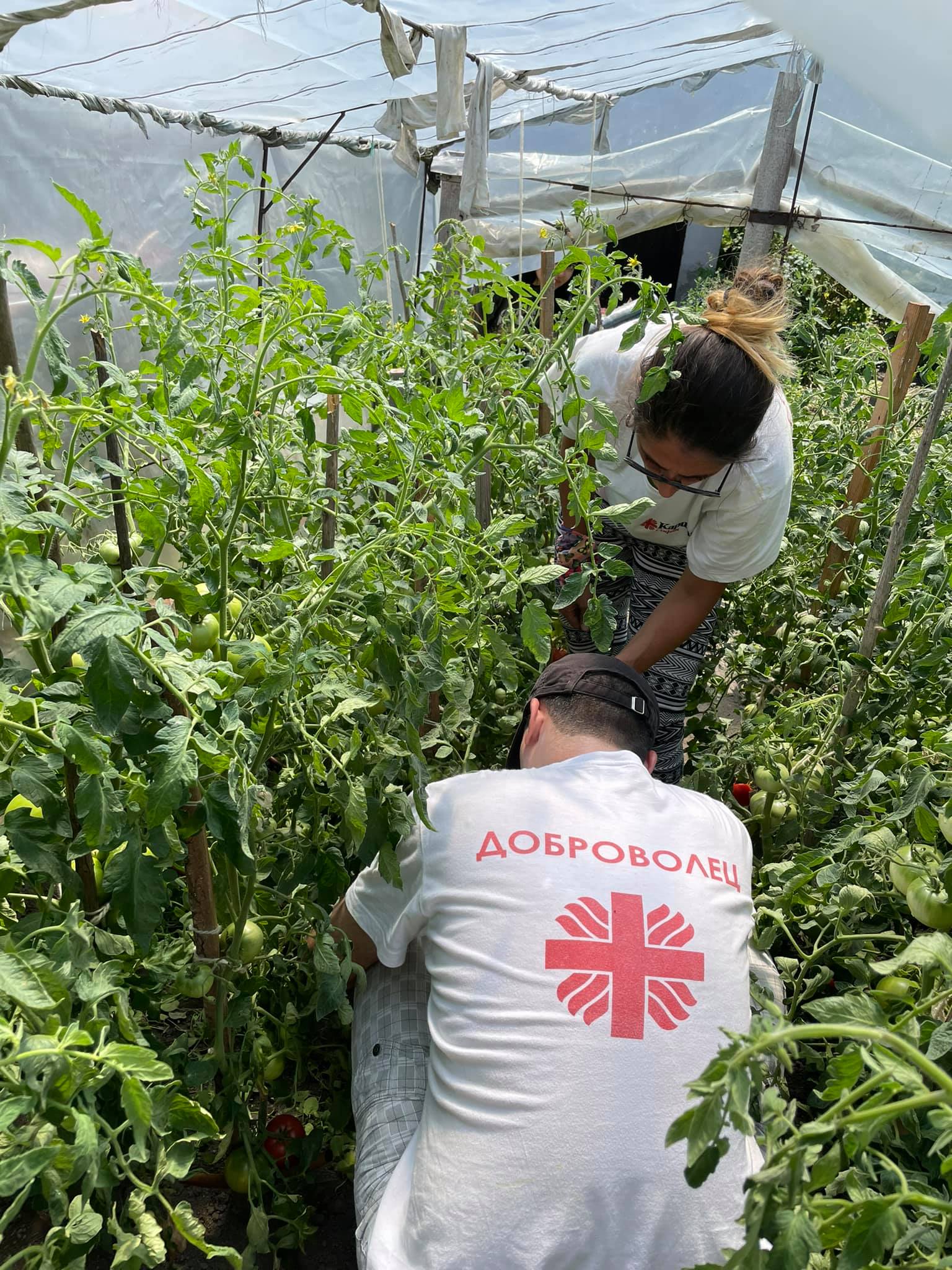 volunteers working in the garden